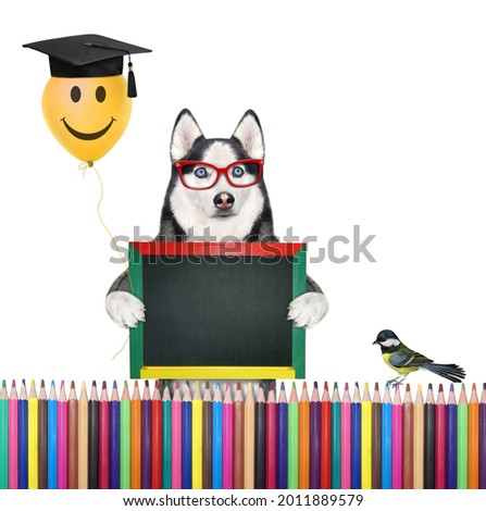 A dog husky with a yellow balloon is holding a blank blackboard near a fence made of pencils. White background. Isolated.