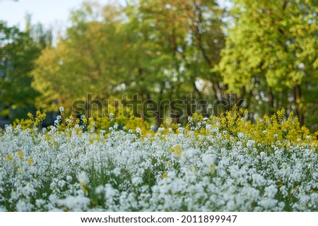 carpet of flowers in the forest, blooming forest. High quality photo Royalty-Free Stock Photo #2011899947
