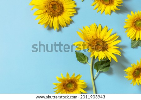 Summertime or autumn concept. Sunflowers with copy space on pastel blue background. Sunny day shadow. Minimal concept. Top view flat lay. 