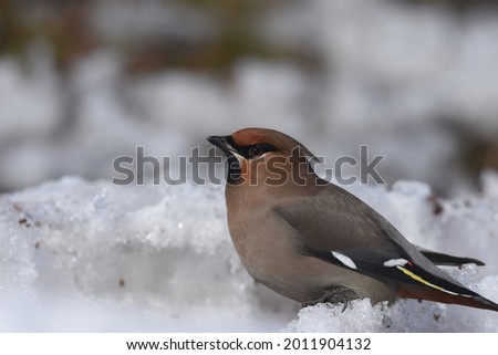 A Bohemian Waxwing feeds on berries during the Alaskan winter.