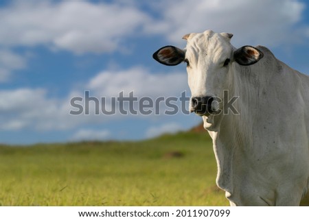 profile of nelore cattle in pasture Royalty-Free Stock Photo #2011907099