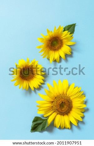 Summer or autumn concept. Sunflowers on pastel blue background. Sunny day shadow. Minimal concept. Top view flat lay. 