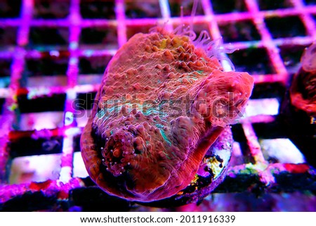 Colorful Chalice LPS coral on frag plug in coral aquarium tank