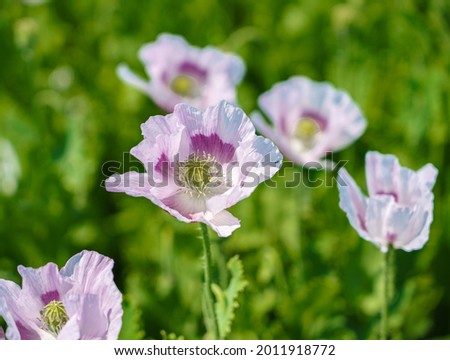 a white and pink poppy flower head against a green flower stems background