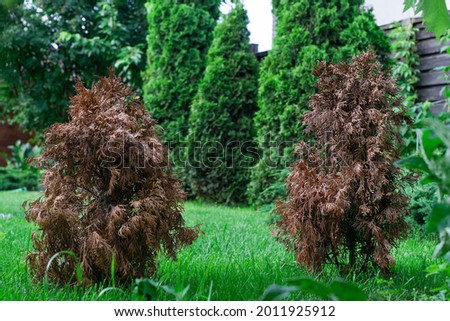 Two little dried damaged thujas in green garden, other green bright thujas grow near on bright succulent, damade caused by drought, wrong cultivation and gardening Royalty-Free Stock Photo #2011925912