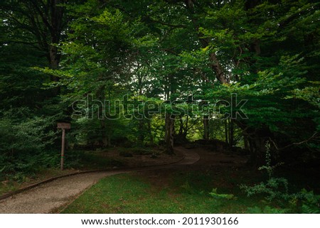 lush forest way pathway  spain