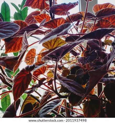 Red leaves of plant in front of light