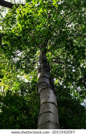 Looking up at a Cavanillesia arborea (a genus of trees in the family Malvaceae native to Panama and South America) in a forest garden located in the east area of Belo Horizonte, Minas Gerais - Brazil