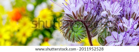 Wild flowers of Lacy Phacelia Tanacetifolia In summer meadow.  Blue tansy honey plant. Banner. Blue tansy or purple tansy - honey plant, attracting pollinators such as honey bees or bumblebee Royalty-Free Stock Photo #2011952528