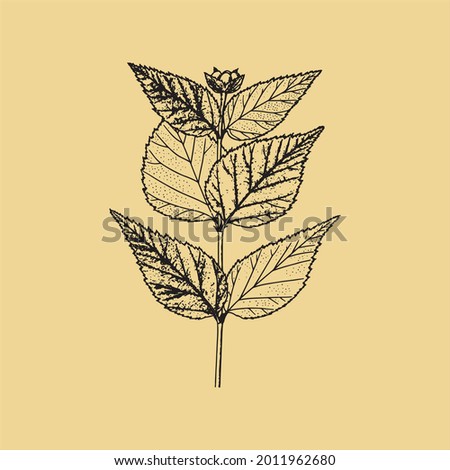 Vintage Ink Clip art Flora Drawn Botanical Plant Sketch With Transparent Background perfect for fabrics, t-shirts, mugs, decals, pillows, logo, social media pattern and much more!
