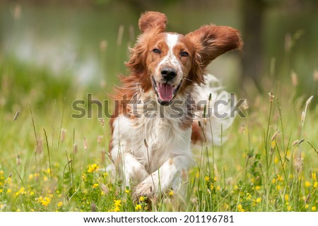 Dog Royalty-Free Stock Photo #201196781