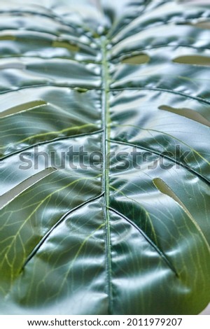 Tropical leaves Monstera on wooden background
