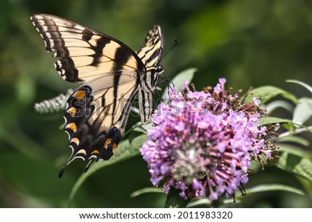 Tiger swallowtail butterfly on purple flowers