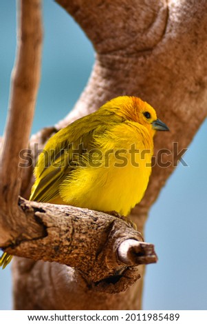 Cute Cool little yellow Bird