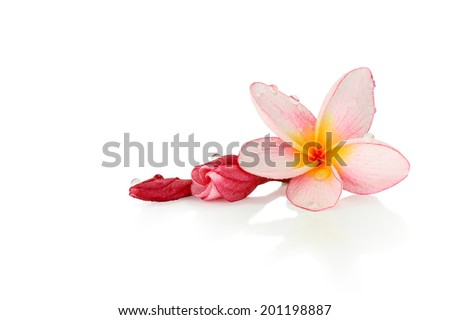 Beautiful wet pink tropical flower and petals frangipani flower isolated white with clipping path