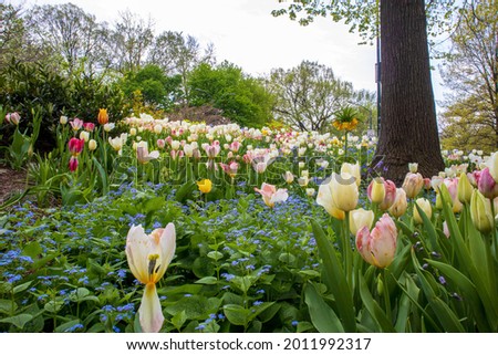 Tulips and trees in the park. This photo was taken in Central Park in New York