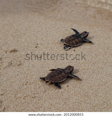 Indonesia, Bontang - June 16tg, 2021 - baby turtles that are being prepared to be released into the open sea