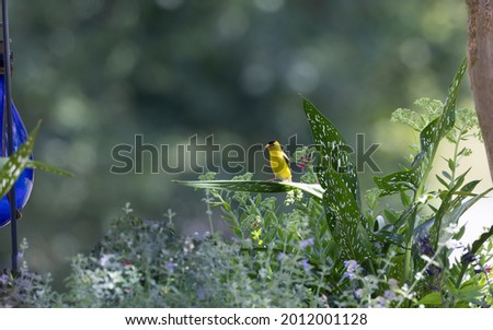A Goldfinch perched on a Calla lily in a flower bed