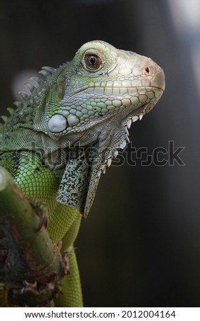 cool green iguana on dry twig