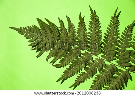 a green fern leaf on a green background. A Branch Of A Green Fern, Represented On A Green Background With Space For Copying. Beautiful Natural Layout.