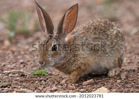 a cotton tail rabbit looking for food on the ground after a rainstorm