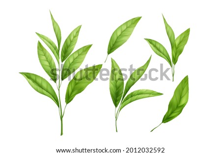 Set of realistic green tea leaves and sprouts isolated on white background. Sprig of green tea, tea leaf. Vector illustration EPS10