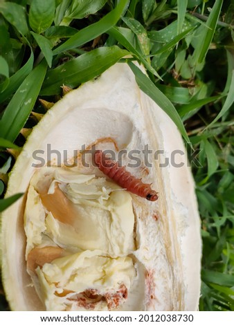 The pink bollworm is an insect known for being a pest in cotton farming. The adult is a small, thin, gray moth with fringed wings.  Royalty-Free Stock Photo #2012038730