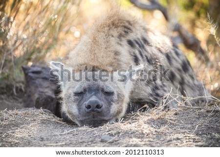 Hyena at sunset in National Park Kruger, South Africa.