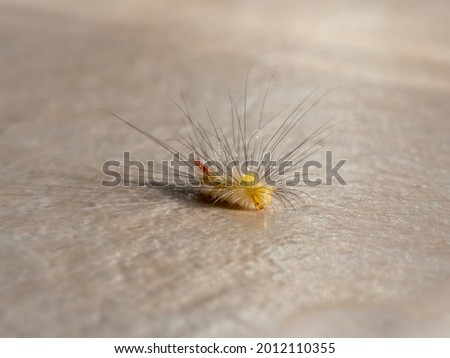 close-up of a yellow caterpillar crawling on the light ground. Macro shot