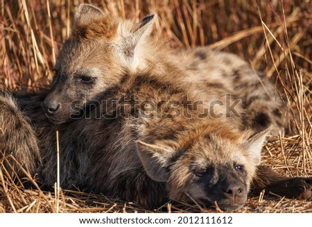 Baby hyena is waking up at sunset in National Park Kruger, South Africa.