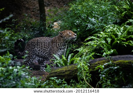 Sri Lankan leopard in the jungle