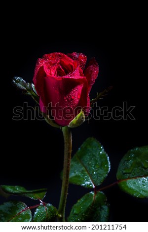 Red rose with water drops on black background