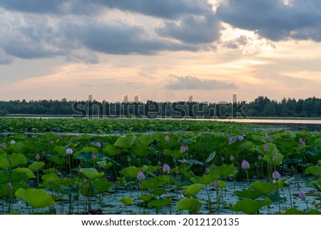 Relicot lake of lotuses in the Khabarovsk Territory