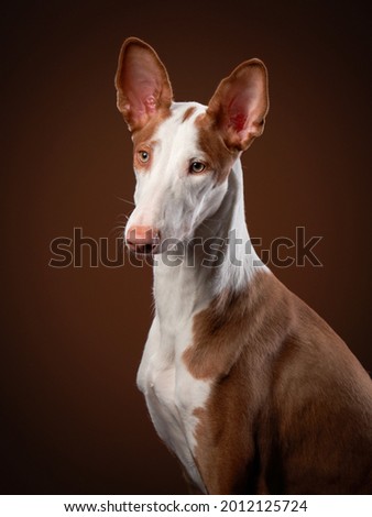 dog on a red background in the studio. portrait spanish greyhound, podenko ibitsenko Royalty-Free Stock Photo #2012125724