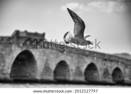 Seagull flying over an old historic stone bridge. Stock photo.
