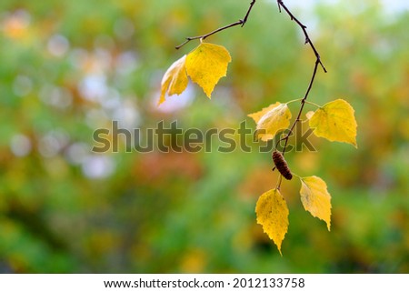 beautiful blurred natural landscape with a branch, background, concept of good weather, cozy autumn mood, blank blank, blank for the designer
