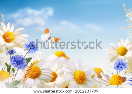 Beautiful white  yellow daisies and blue cornflowers with fluttering butterfly in summer in nature against background of blue sky with clouds, macro. Concept bright warm  summer nature.