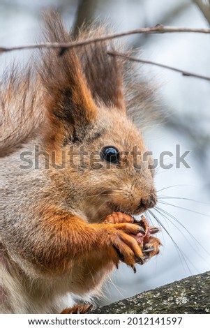The squirrel with nut sits on a branches in the spring or summer. Portrait of the squirrel close-up. Eurasian red squirrel, Sciurus vulgaris
