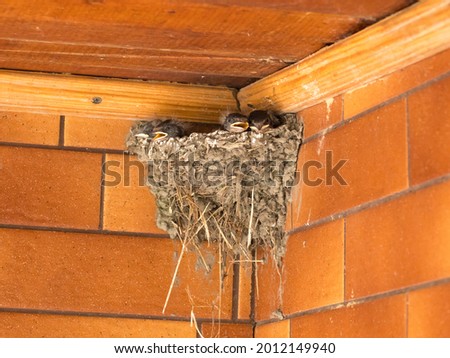 Birds nest in the brick wall
