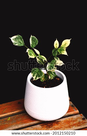 Picture of an ornamental plant in a white pot with black contrast

