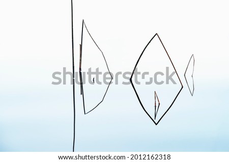 An abstraction.Broken grass stalks in the form of floating fish. Smooth water surface on a sunny day.Low depth of field.Fantasy.