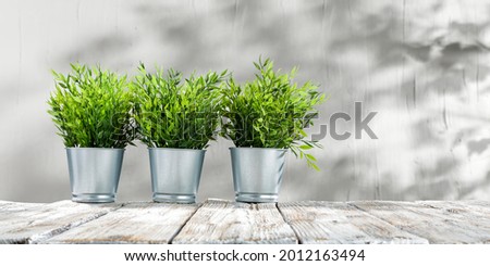 White worn table with green plants and white wall with shadows. Free space for your deocration 