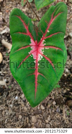 caladium spider, caladium with green leaves and red stripes, like a spider picture.