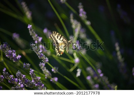 Swallowtail butterfly - Papilio machaon, butterfly against the backdrop of a lavender field. 