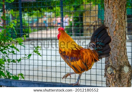 A rooster walks on the fence.