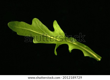 Arugula salad single green close up on black background close-up Royalty-Free Stock Photo #2012189729