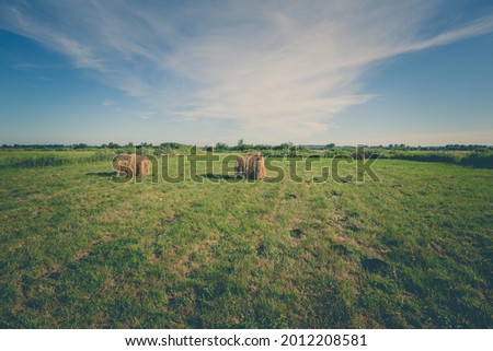 Vintage nature background. Green field at sunset. Summer meadow.