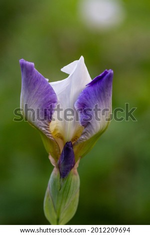 Big purple iris on a sunny summer day macro photography. Blossom garden big flower with white lilac petals in summertime close-up photo.