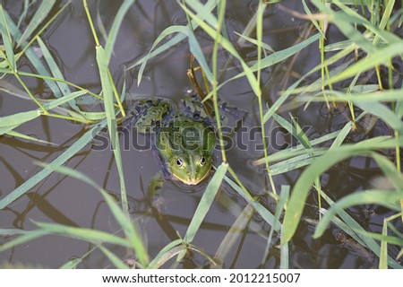 a large green frog by the lake