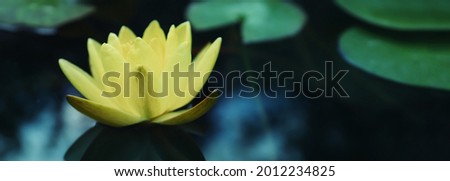 Beautiful lotus and leaves on water, symbolic flower in Buddhism. Indian religion 